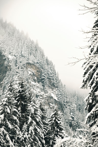 雪覆盖的树木
